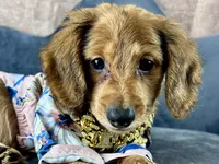 Lewis, a male Miniature Dachshund for sale in Lead Hill, AR – 1 of 9