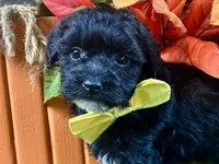 Teague, a male Shihpoo for sale in Lead Hill, AR – 2 of 5