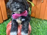 Teddy, a male Shihpoo for sale in Lead Hill, AR – 5 of 8