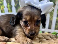 Lacy Lou, a female Miniature Dachshund for sale in Lead Hill, AR – 7 of 8