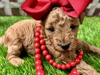 Ophelia , a female Poodle - Toy  for sale in Lead Hill, AR – 2 of 6