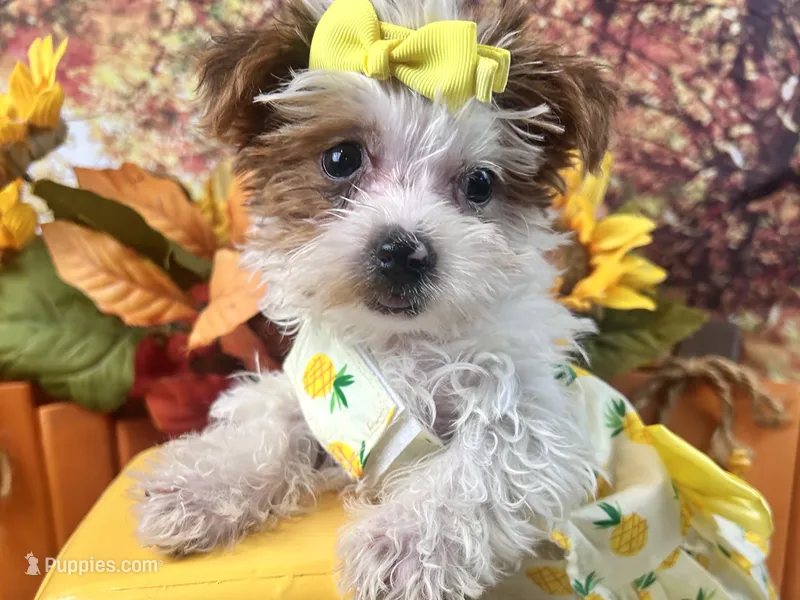 Rosie Lee – Yorkipoo puppy for sale in Lead Hill, AR