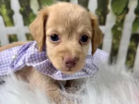 Navy, a female Miniature Dachshund for sale in Lead Hill, AR – 2 of 7