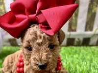 Ophelia , a female Poodle - Toy  for sale in Lead Hill, AR – 6 of 6