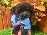 Rowdy, a male Yorkipoo for sale in Lead Hill, AR – 3 of 6