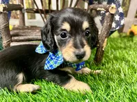 Nixon, a male Miniature Dachshund for sale in Lead Hill, AR – 4 of 7