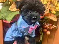 Rowdy, a male Yorkipoo for sale in Lead Hill, AR – 4 of 6