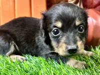 Statton, a male Miniature Dachshund for sale in Lead Hill, AR – 4 of 5