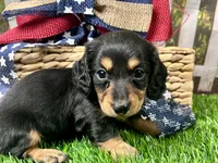 Max, a male Miniature Dachshund for sale in Lead Hill, AR – 3 of 6