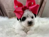 Ruby Kate, a female Yorkipoo for sale in Lead Hill, AR – 4 of 6