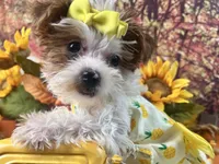 Rosie Lee, a female Yorkipoo for sale in Lead Hill, AR – 5 of 8