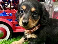 Max, a male Miniature Dachshund for sale in Lead Hill, AR – 4 of 6