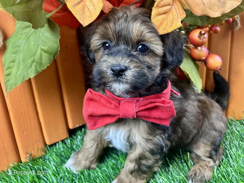 Trigg – Shihpoo puppy for sale in Lead Hill, AR