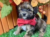 Trigg, a male Shihpoo for sale in Lead Hill, AR – 1 of 7
