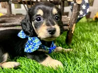 Nixon, a male Miniature Dachshund for sale in Lead Hill, AR – 7 of 7