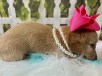 Nova, a female Miniature Dachshund for sale in Lead Hill, AR – 6 of 6