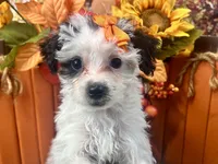 Ruby Kate, a female Yorkipoo for sale in Lead Hill, AR – 5 of 6