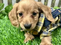 Larry, a male Miniature Dachshund for sale in Lead Hill, AR – 5 of 8