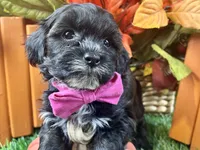Teddy, a male Shihpoo for sale in Lead Hill, AR – 3 of 8
