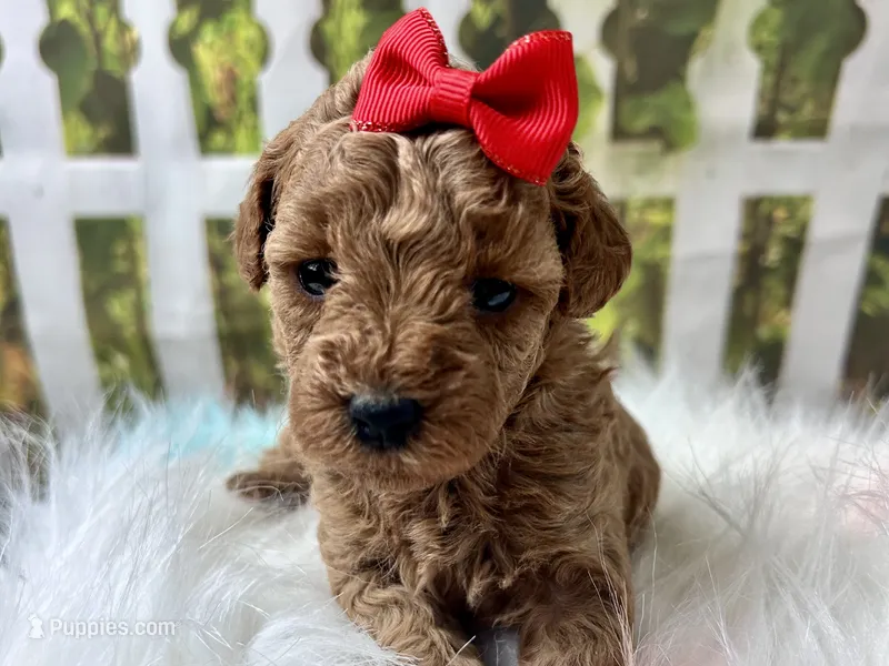 Ophelia  – Poodle - Toy  puppy for sale in Lead Hill, AR