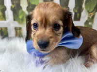 Nash, a male Miniature Dachshund for sale in Lead Hill, AR – 4 of 7