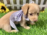 Navy, a female Miniature Dachshund for sale in Lead Hill, AR – 5 of 7