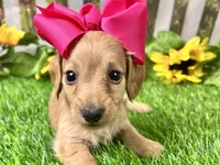 Nova, a female Miniature Dachshund for sale in Lead Hill, AR – 5 of 6