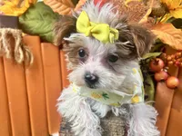 Rosie Lee, a female Yorkipoo for sale in Lead Hill, AR – 8 of 8