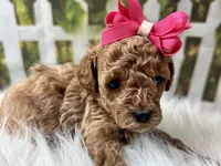 Olive, a female Poodle - Toy  for sale in Lead Hill, AR – 4 of 6