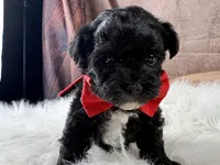 Rowdy, a male Yorkipoo for sale in Lead Hill, AR – 4 of 5
