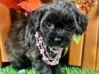 Trixie, a female Shihpoo for sale in Lead Hill, AR – 7 of 7