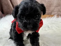 Rowdy, a male Yorkipoo for sale in Lead Hill, AR – 3 of 5