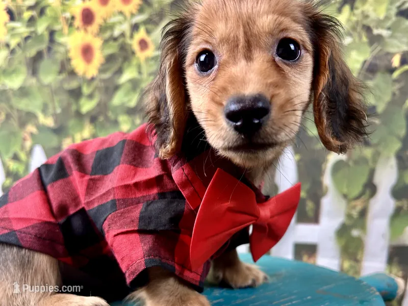 Nash – Miniature Dachshund puppy for sale in Lead Hill, AR
