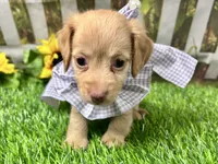 Navy, a female Miniature Dachshund for sale in Lead Hill, AR – 3 of 7