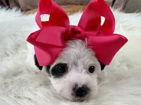 Ruby Kate, a female Yorkipoo for sale in Lead Hill, AR – 2 of 6