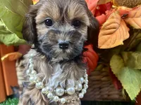 Taylor, a female Shihpoo for sale in Lead Hill, AR – 4 of 9