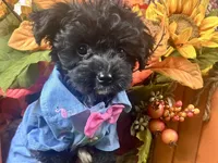 Rowdy, a male Yorkipoo for sale in Lead Hill, AR – 6 of 6