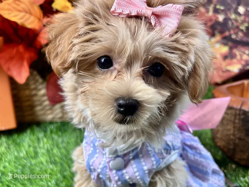 Pearl – Maltipoo puppy for sale in Lead Hill, AR