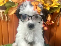 Ruby Kate, a female Yorkipoo for sale in Lead Hill, AR – 4 of 6