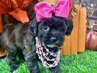 Trixie, a female Shihpoo for sale in Lead Hill, AR – 5 of 7