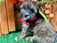 Trigg, a male Shihpoo for sale in Lead Hill, AR – 3 of 7