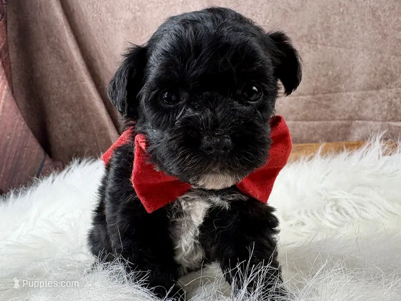 Rowdy – Yorkipoo puppy for sale in Lead Hill, AR