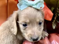 Sunny, a female Miniature Dachshund for sale in Lead Hill, AR – 2 of 5