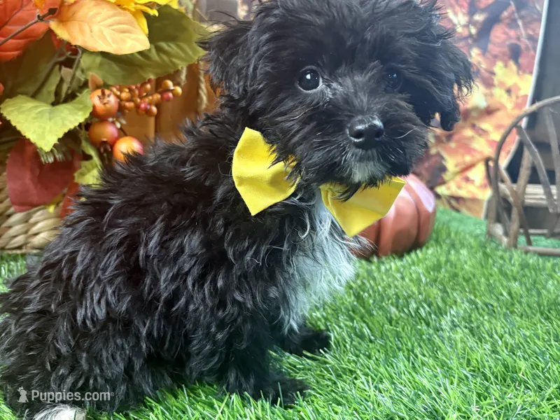 Rowdy – Yorkipoo puppy for sale in Lead Hill, AR