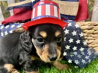 Max, a male Miniature Dachshund for sale in Lead Hill, AR – 6 of 6