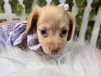 Navy, a female Miniature Dachshund for sale in Lead Hill, AR – 6 of 7