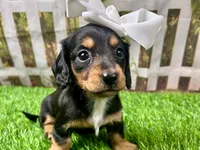 Millie, a female Miniature Dachshund for sale in Lead Hill, AR – 4 of 7
