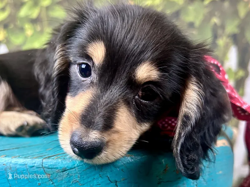 Nixon – Miniature Dachshund puppy for sale in Lead Hill, AR
