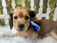 Nash, a male Miniature Dachshund for sale in Lead Hill, AR – 6 of 7