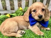 Larry, a male Miniature Dachshund for sale in Lead Hill, AR – 3 of 8